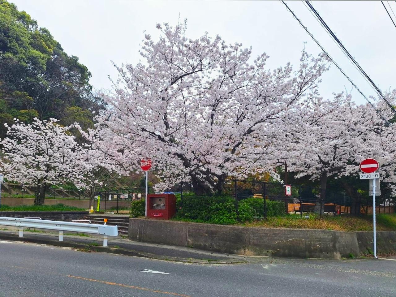 福岡市南区多賀の売買物件/桜の時期にはこの光景