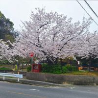 福岡市南区多賀の売買物件/桜の時期にはこの光景