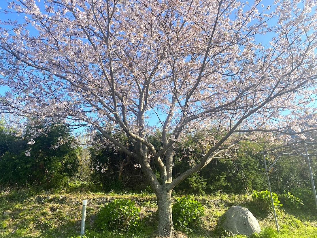 糸島市二丈吉井の賃貸物件/春には4種類の桜が順に咲きます