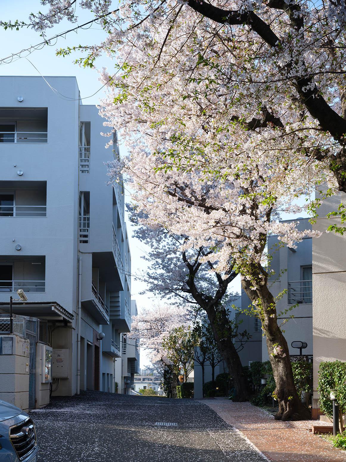 福岡市南区平和の売買物件/車を停めて、お部屋まで歩く道。