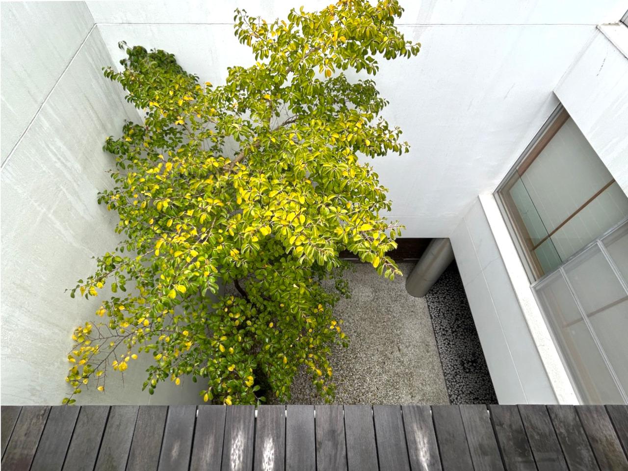福岡市東区香椎浜の賃貸物件/テラスからは、パティオの木々も見下ろせます。