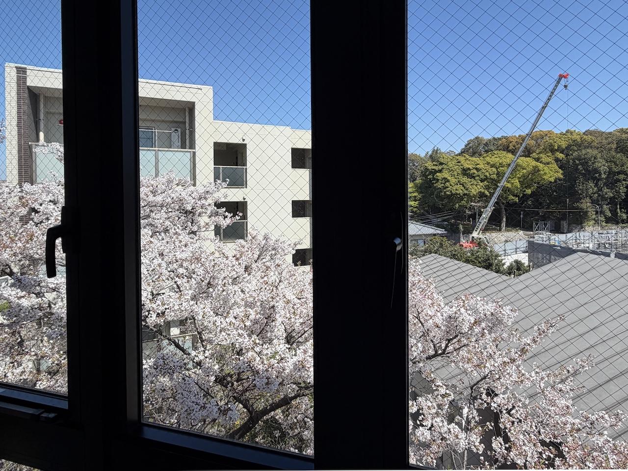 福岡市中央区六本松の賃貸物件/窓からは、桜の木。