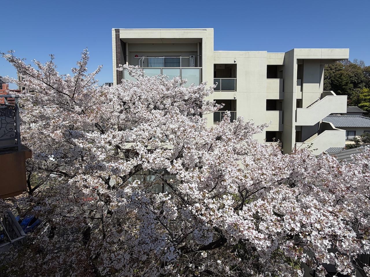 福岡市中央区六本松の賃貸物件/春には、お部屋から花見ができます！