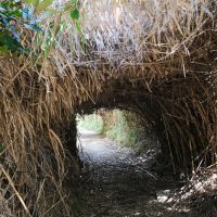 福岡市西区宮浦の賃貸物件/途中には緑のトンネル。