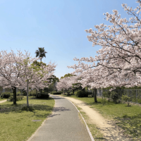 福岡市西区愛宕浜の売買物件/物件近くには緑道も。春には満開の桜が広がり、お散歩するだけでも気持ちのいい時間が流れます。