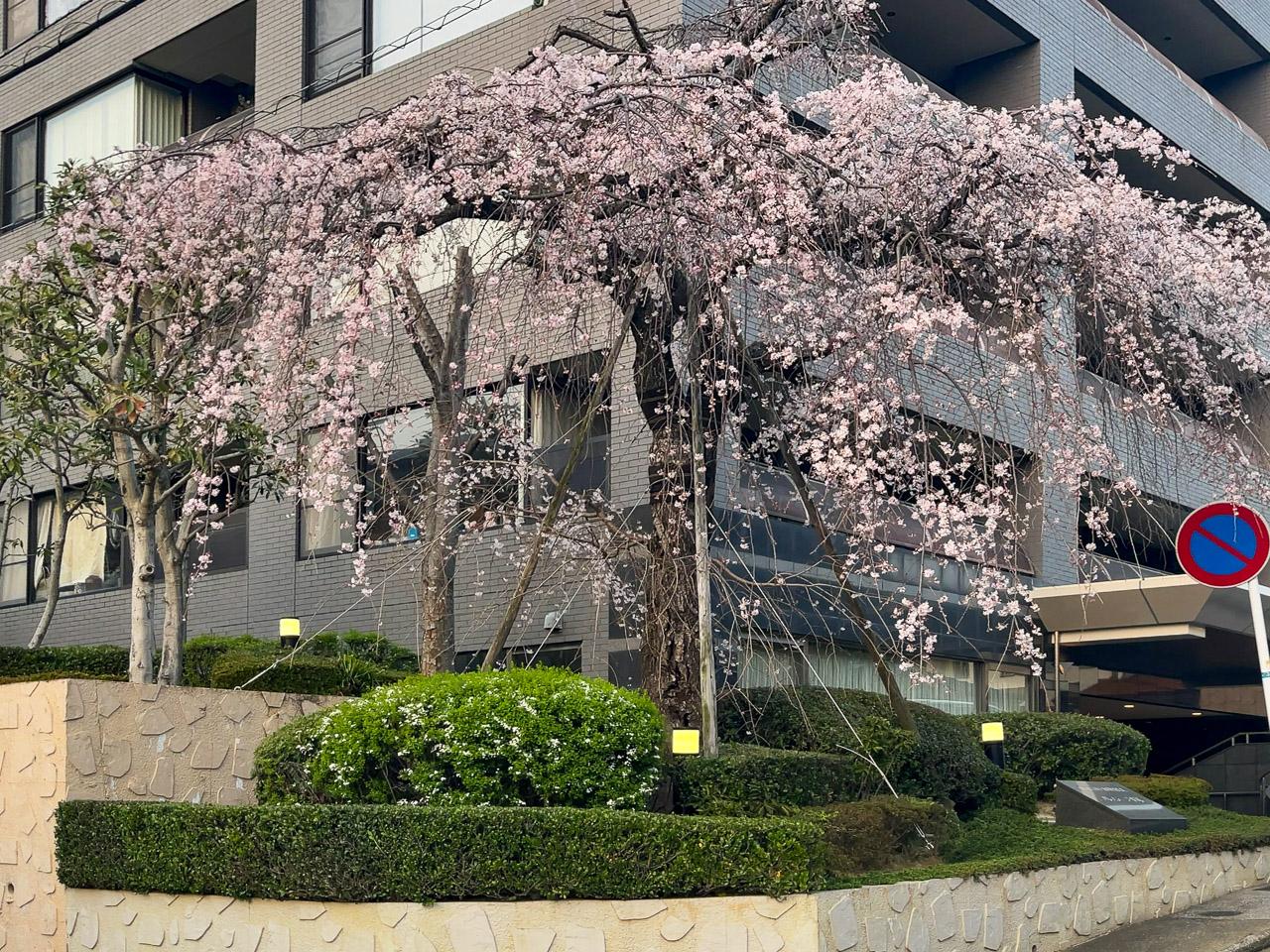 福岡市中央区平尾の売買物件/春は、このしだれ桜が窓のすぐ前に。
