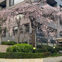福岡市中央区平尾の売買物件/春は、このしだれ桜が窓のすぐ前に。
