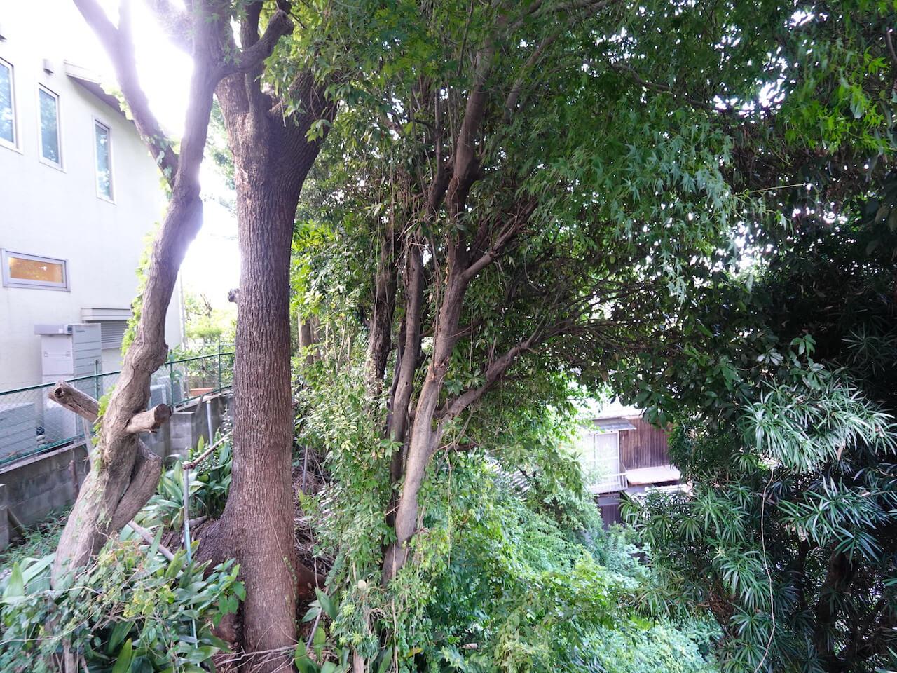 福岡市中央区桜坂の賃貸物件/窓の先には木々の緑。景色に緑があるだけで、部屋の空気も少し変わる気がします。
