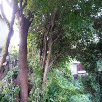 福岡市中央区桜坂の賃貸物件/窓の先には木々の緑。景色に緑があるだけで、部屋の空気も少し変わる気がします。