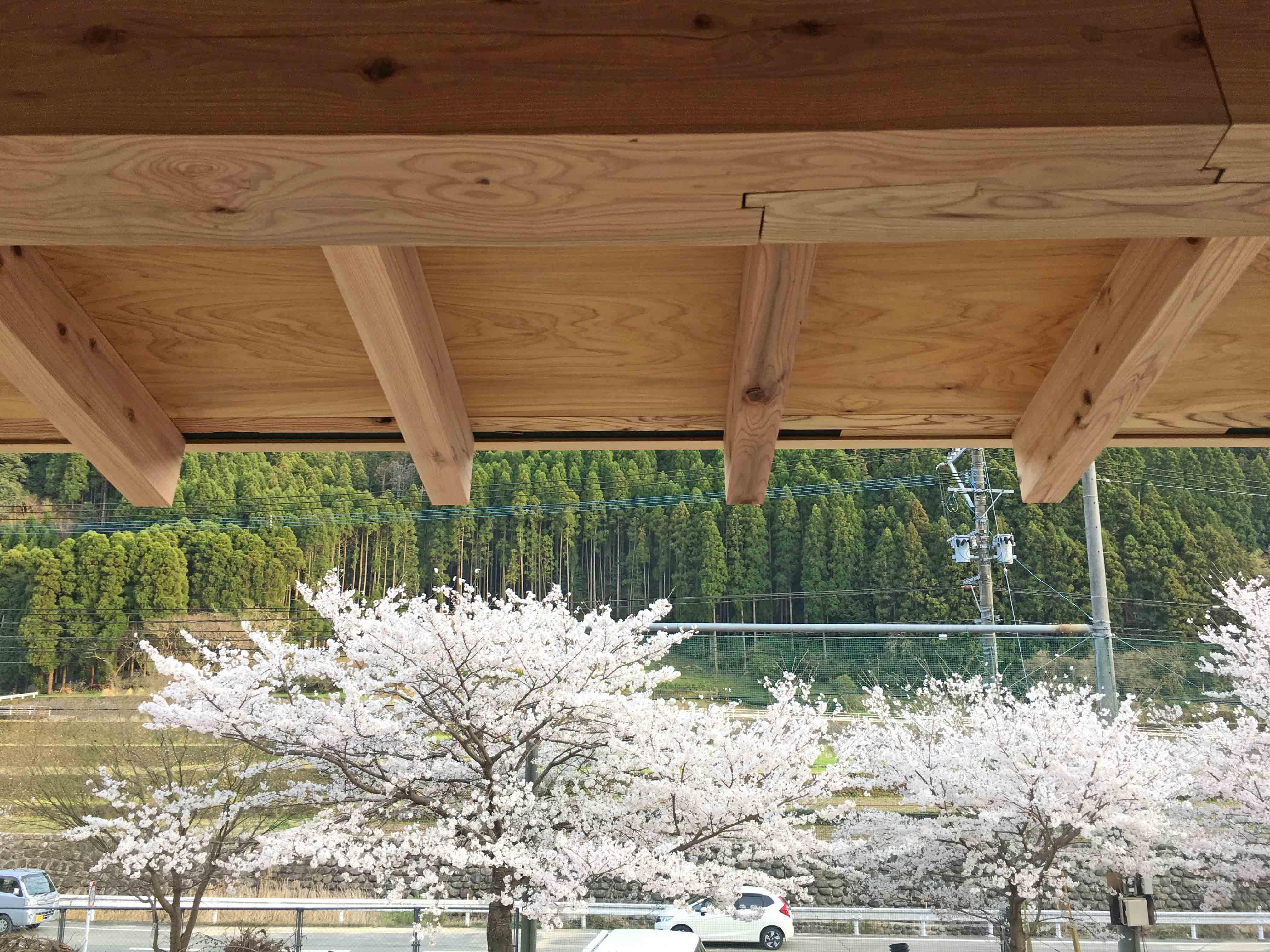 福岡県八女市上陽町久木原の賃貸物件/春に撮った1枚。実は敷地に桜並木があります。窓から見る四季が美しいです。