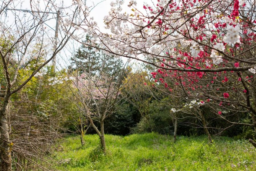 糸島市飯原の売買物件/里山の自然に溶け込む敷地内の樹木。