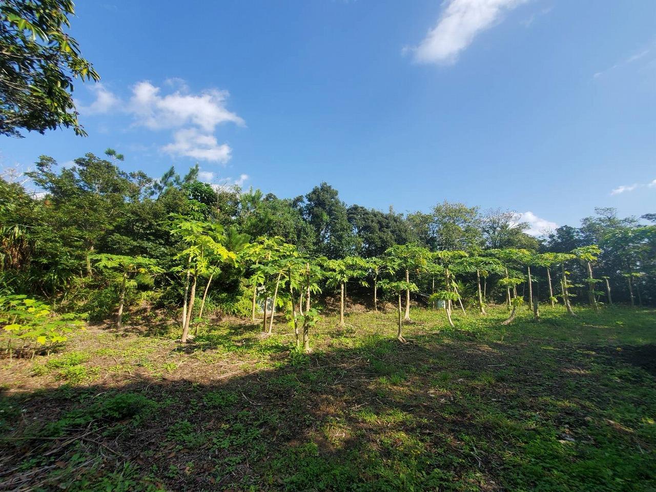 鹿児島県奄美市龍郷町の売買物件/敷地