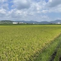 姶良郡湧水町の売買物件/周辺はまるで金色の絨毯