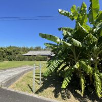 日置市日吉町日置の売買物件/お家のシンボルのバナナの木