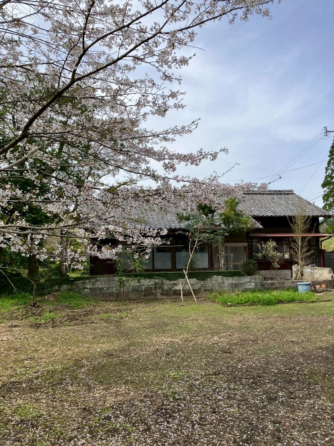 鹿児島県いちき串木野市の売買物件/お庭の桜