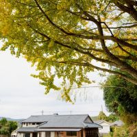 鹿児島県南九州市川辺町の売買物件/日中の庭からの写真