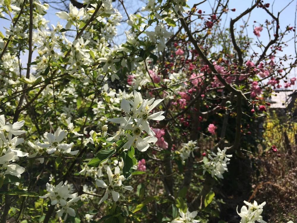鹿児島県日置市の売買物件/お庭の花は満開