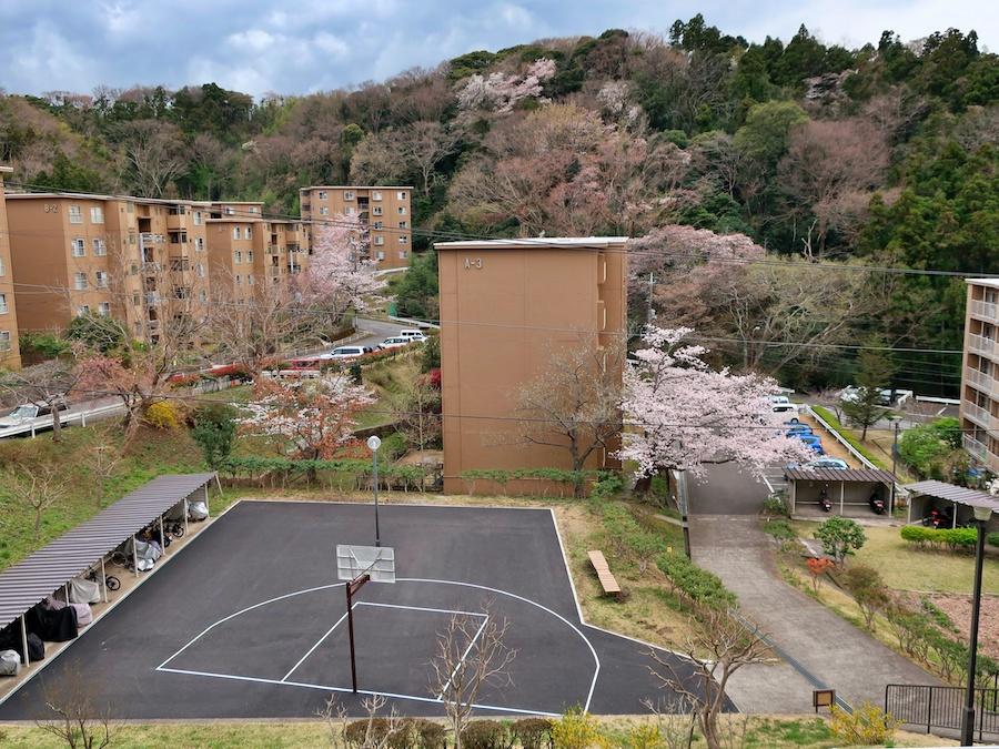 鎌倉市梶原五丁目の賃貸物件/春｜桜が咲いた時に撮影したバルコニーから見たバスケットコートと団地