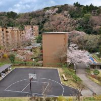 鎌倉市梶原五丁目の賃貸物件/春｜桜が咲いた時に撮影したバルコニーから見たバスケットコートと団地