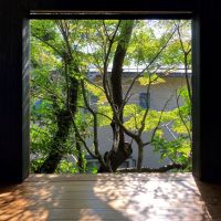 鎌倉市山ノ内の賃貸物件/2階リビング｜桜の木は隣地の借景です。モミジは敷地内。春も秋も楽しみ。