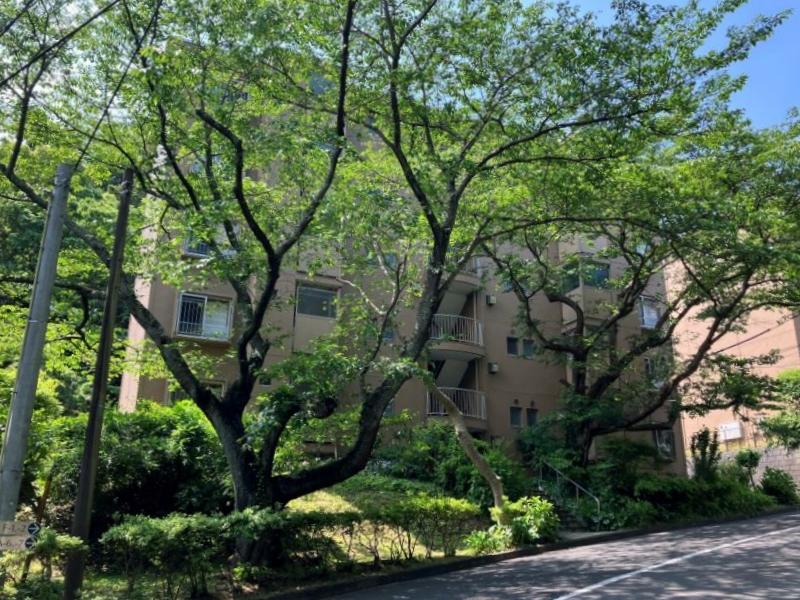 鎌倉市梶原五丁目の賃貸物件/外観｜通り側から見たところ。通り沿いにはサクラの大木。（2024年5月撮影）