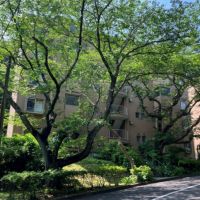 鎌倉市梶原五丁目の賃貸物件/外観｜通り側から見たところ。通り沿いにはサクラの大木。（2024年5月撮影）
