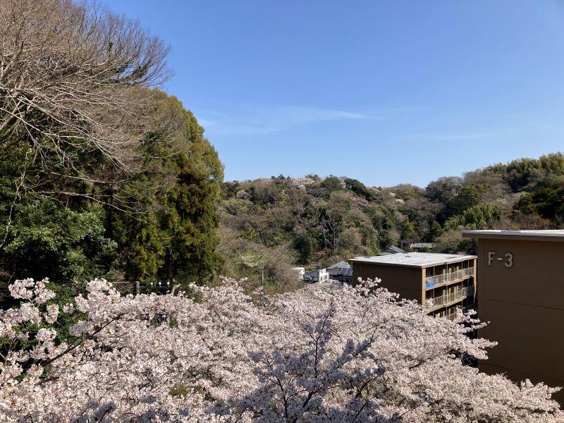 鎌倉市梶原五丁目の賃貸物件/周辺｜部屋は5階です。共用階段をくるくる上がっていくと、春には桜を上から眺めるという珍しい体験も。（2025年4月撮影）