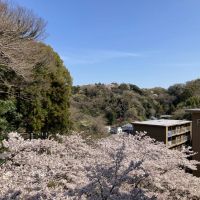 鎌倉市梶原五丁目の賃貸物件/周辺｜部屋は5階です。共用階段をくるくる上がっていくと、春には桜を上から眺めるという珍しい体験も。（2025年4月撮影）