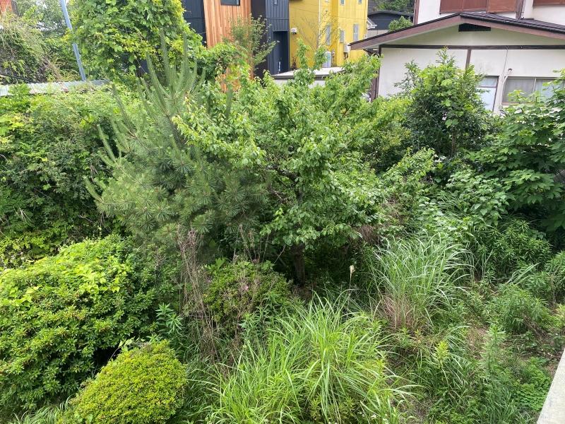 鎌倉市十二所の賃貸物件/2階から見た庭の様子│中央に梅や松が植えられています