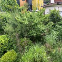 鎌倉市十二所の賃貸物件/2階から見た庭の様子│中央に梅や松が植えられています