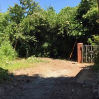 鎌倉市扇ガ谷四丁目の賃貸物件/庭｜手前は砂利敷きで草少な目ですが、奥の方は草木がもりもりしています。