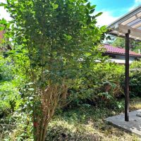 葉山町一色の賃貸物件/庭｜隣の家との間には植栽