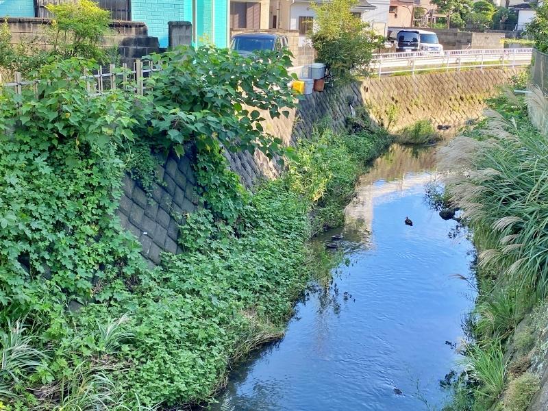 鎌倉市腰越四丁目の賃貸物件/周辺環境│建物のとなりを流れる川の様子。鴨の親子がゆらゆらと進んでいました