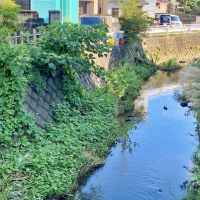 鎌倉市腰越四丁目の賃貸物件/周辺環境│建物のとなりを流れる川の様子。鴨の親子がゆらゆらと進んでいました