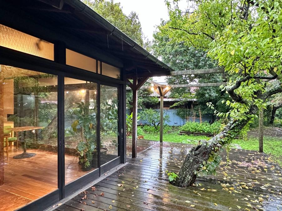 葉山町堀内の賃貸物件/ウッドデッキ｜白梅が枝葉を伸ばしていました