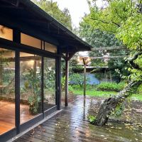 葉山町堀内の賃貸物件/ウッドデッキ｜白梅が枝葉を伸ばしていました