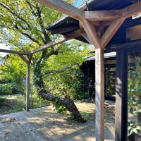 葉山町堀内の賃貸物件/ウッドデッキと白梅｜このアングルも好きです