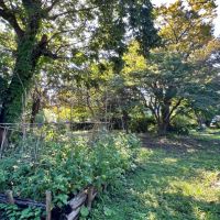 葉山町堀内の賃貸物件/庭｜ベンチを置いて腰掛けたくなる木陰もあれば、陽がサンサンと降り注ぐ開けた場所もあります