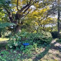 葉山町堀内の賃貸物件/庭｜雨がしとしと降る日も、木洩れ日がさす晴れの日も、どんな天気だってこの庭は魅力的です