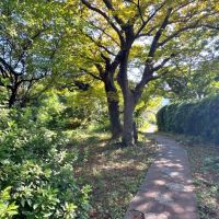 葉山町堀内の賃貸物件/アプローチ｜木漏れ日が石畳にさしています