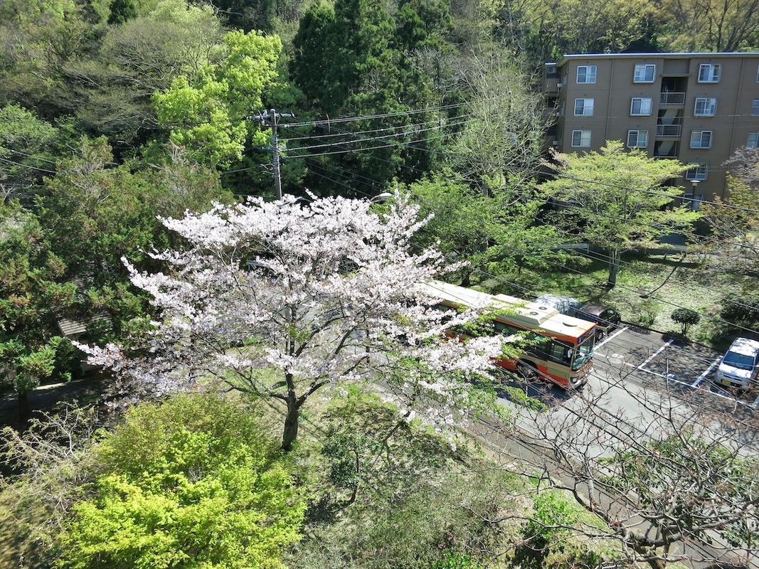鎌倉市梶原五丁目の賃貸物件/バスが桜道をのぼる眺め（写真はバス下ってます）