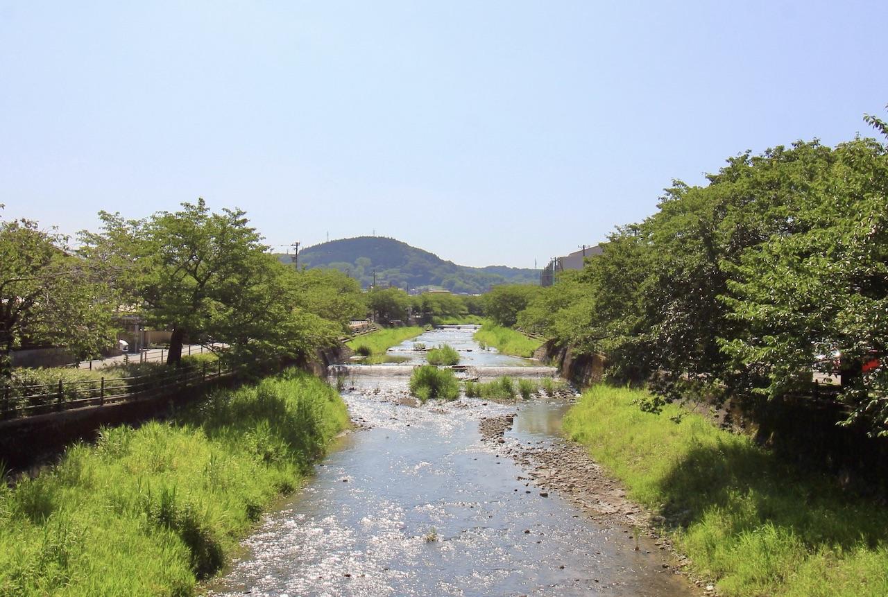 石川県金沢市山科三丁目の売買物件/物件より下流側の伏見川。両側の遊歩道には桜桜桜