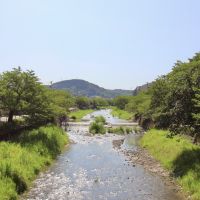 石川県金沢市山科三丁目の売買物件/物件より下流側の伏見川。両側の遊歩道には桜桜桜