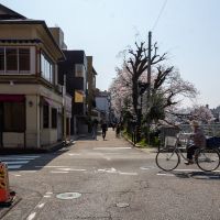 金沢市片町の賃貸物件/桜の時期に撮影した本物件：犀川と桜、新橋を行き交う地元住民、川沿いを歩く外国人観光客。これこそ、今の金沢らしい風景