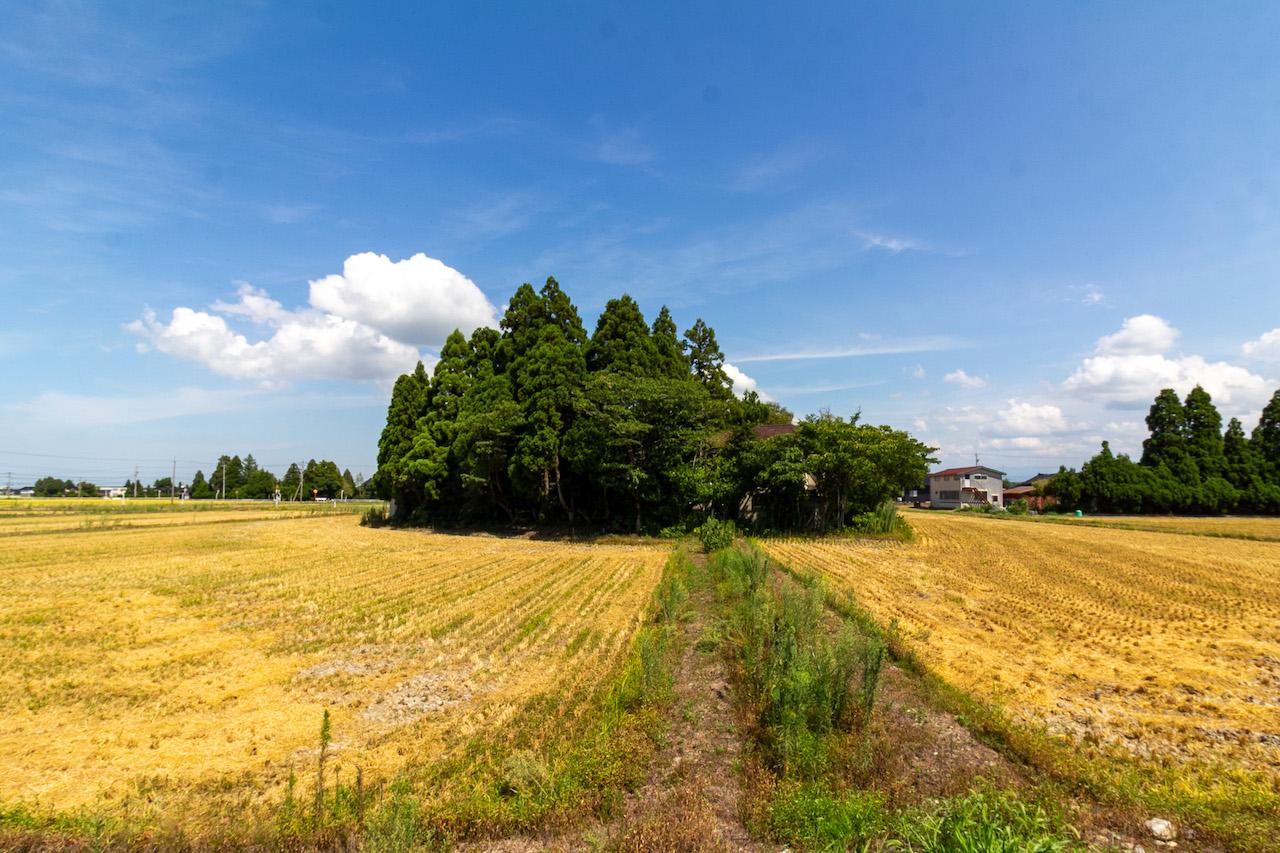 富山県砺波市の売買物件/解体前の本物件。カイニョが大きくなりすぎて屋敷が見えない状態でした。