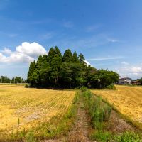 富山県砺波市の売買物件/解体前の本物件。カイニョが大きくなりすぎて屋敷が見えない状態でした。