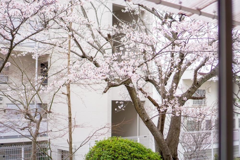 神戸市灘区鶴甲の賃貸物件/春には、家にいながらお花見できちゃう