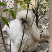 神戸市兵庫区梅元町の賃貸物件/鶏もいます