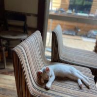 神戸市兵庫区梅元町の賃貸物件/猫もいます