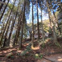 神戸市灘区六甲山町西谷山の売買物件/木立と建物のコントラスト